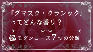 【7つの分類】ダマスク・クラシックってどんな香り？【モダンローズ】