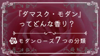 【7つの分類】ダマスク・モダンってどんな香り？【モダンローズ】