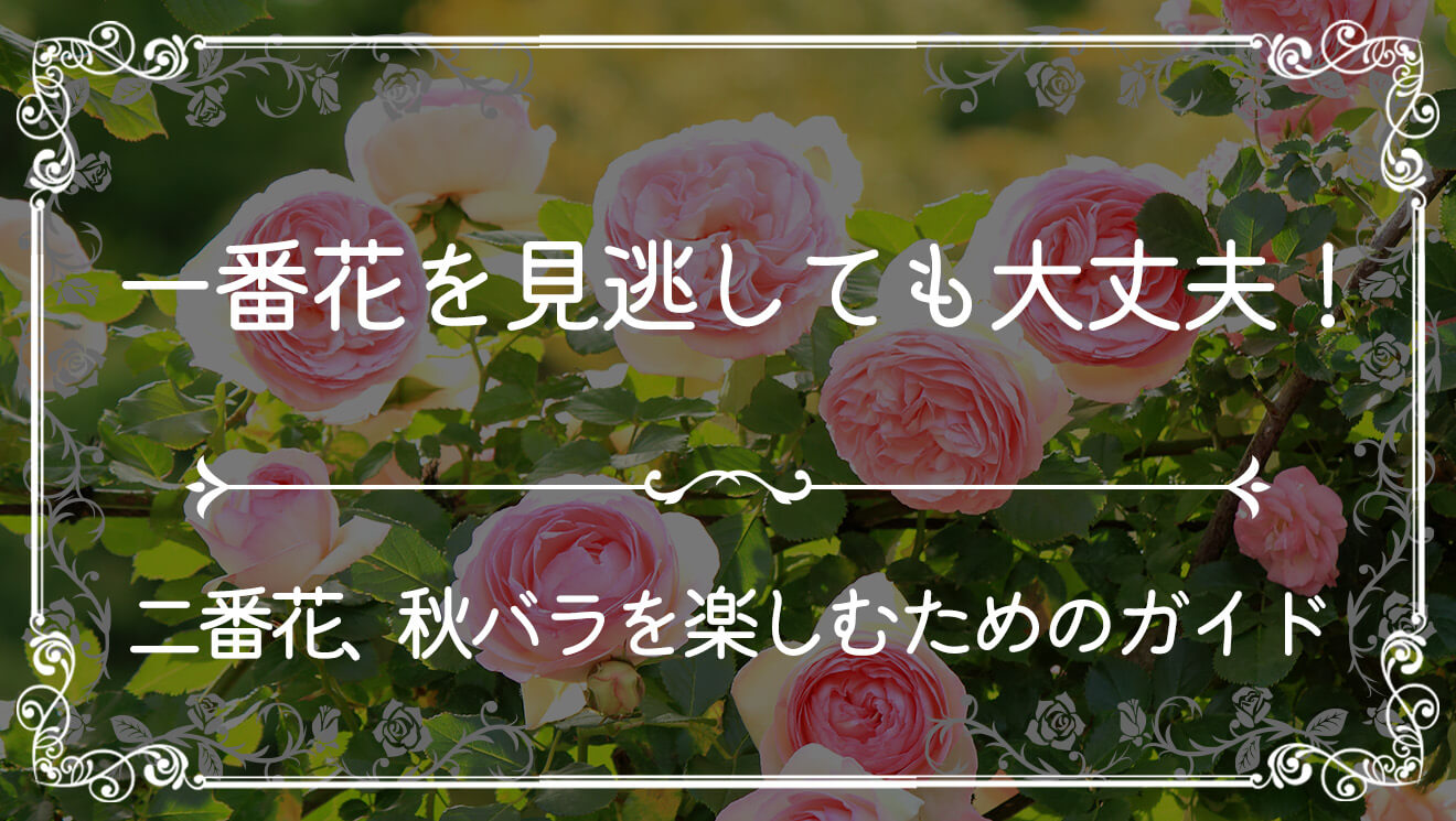 一番花を見逃しても大丈夫!|バラの二番花、秋バラを楽しむためのガイド