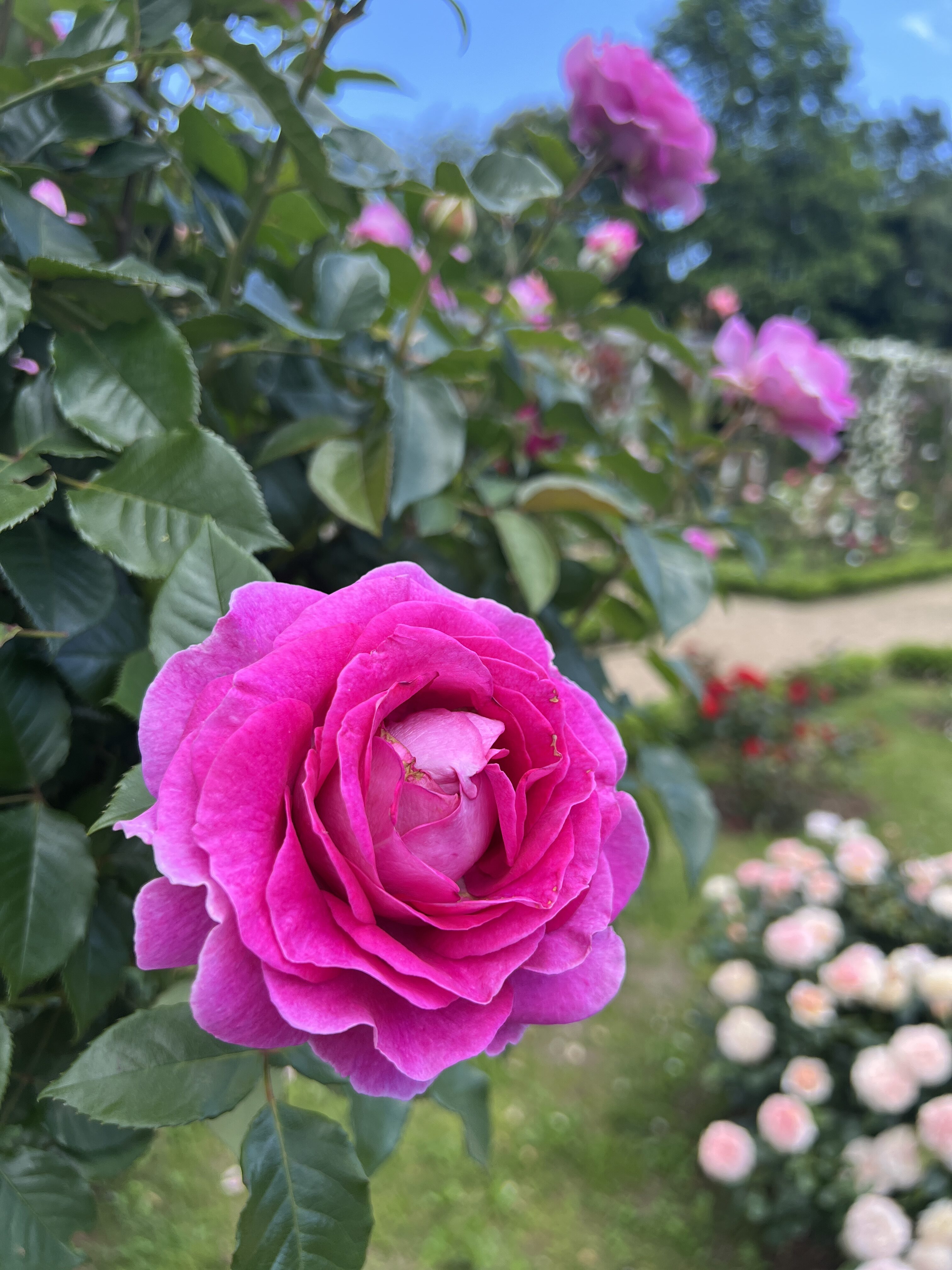 河津バガテル公園で咲く鮮やかなピンク色のバラ
